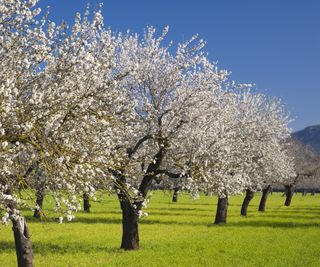 Almond blossom in field with grass