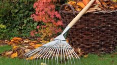Fallen leaves cleared from a garden lawn into a woven basket on a bright autumn day