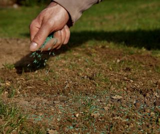 Overseeding a lawn by hand