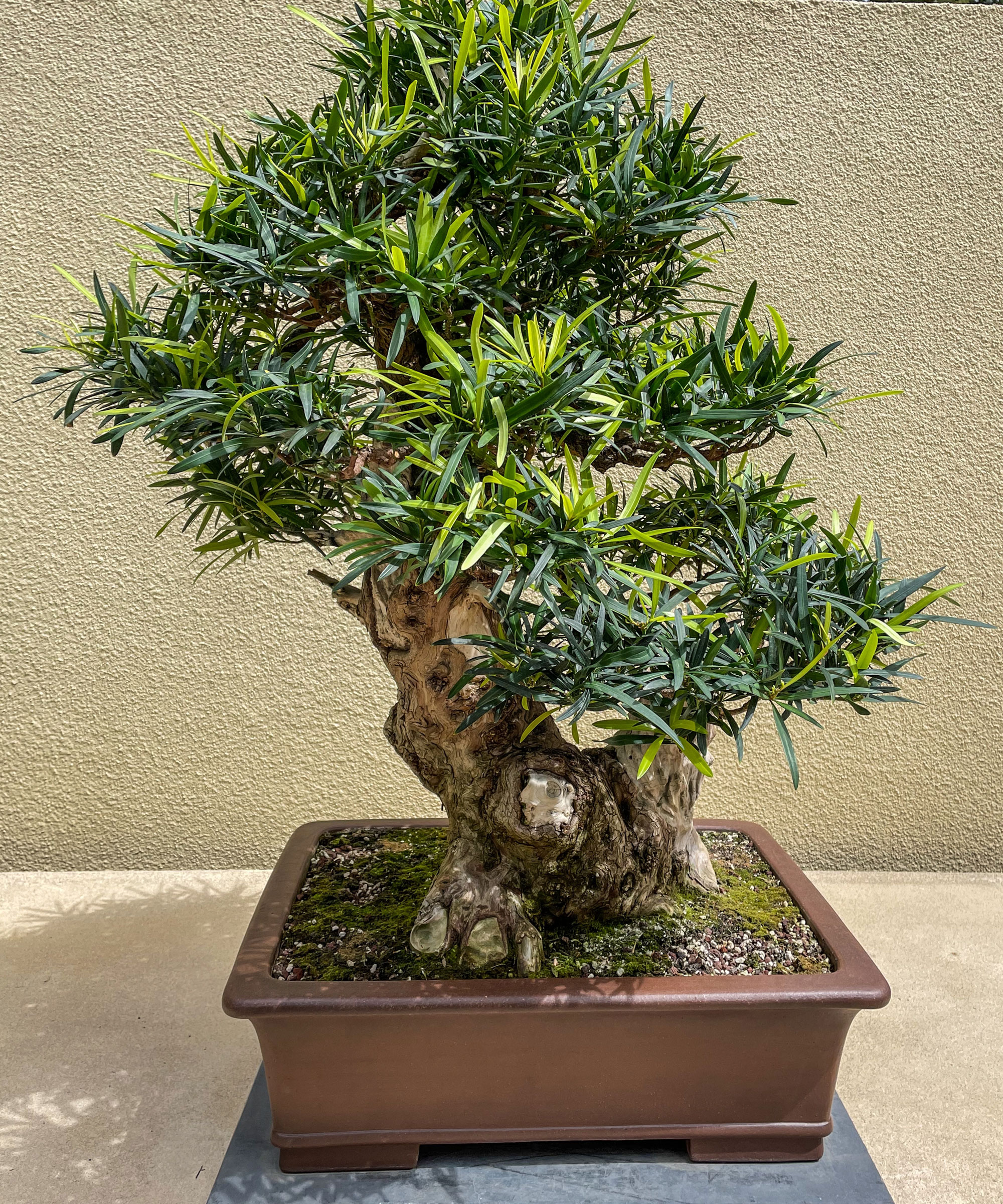 buddhist pine in large copper container