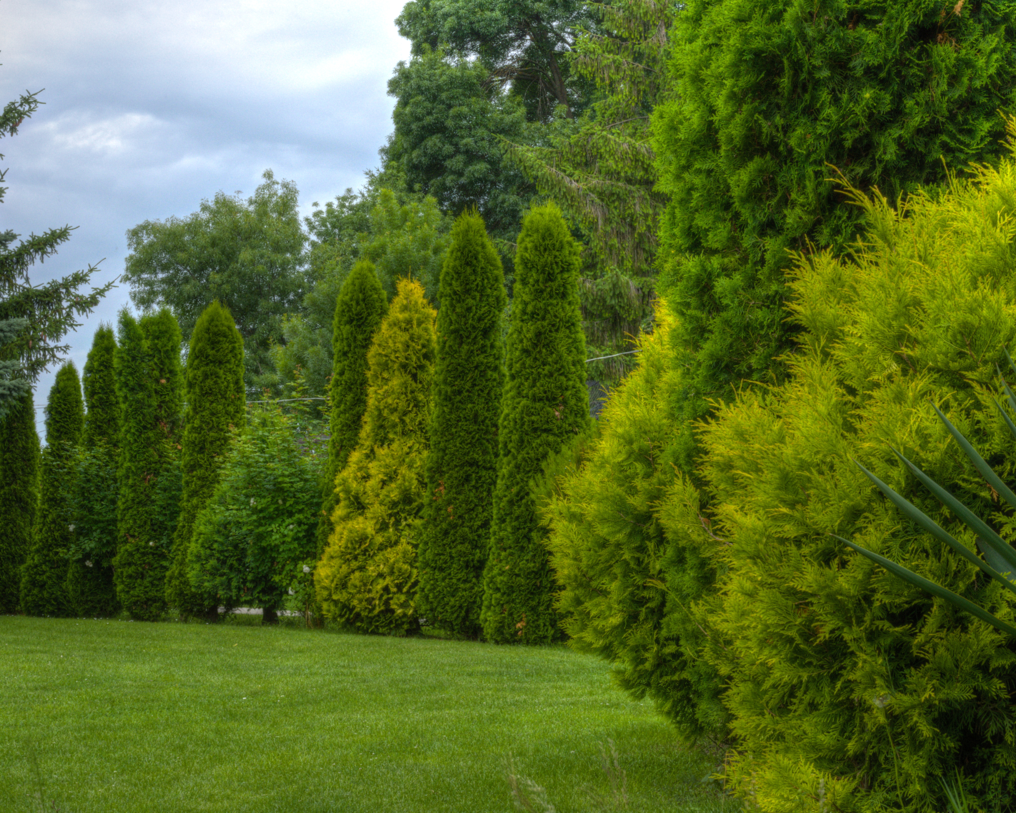 Row of arborvitae shrubs