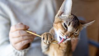 Cat licking from a spoon