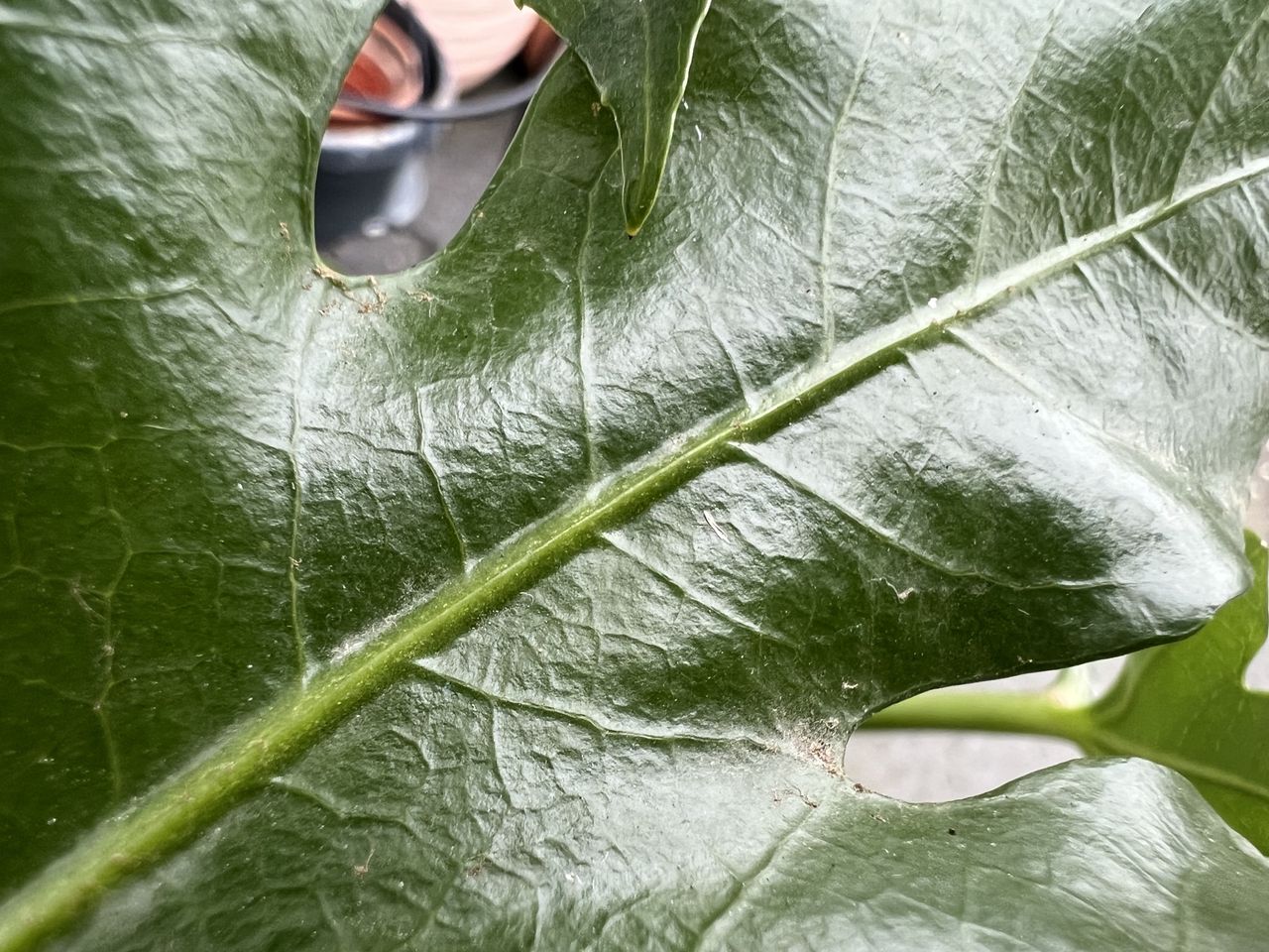 iPhone 14 Pro sample images
