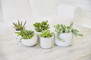 group of succulents in white pots