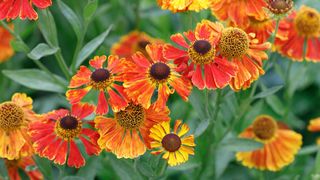 red, orange and yellow helenium in flower