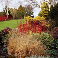 A WINTER BORDER WITH COLOURFUL CORNUS DOGWOODS AND OTHER SHRUBS. 