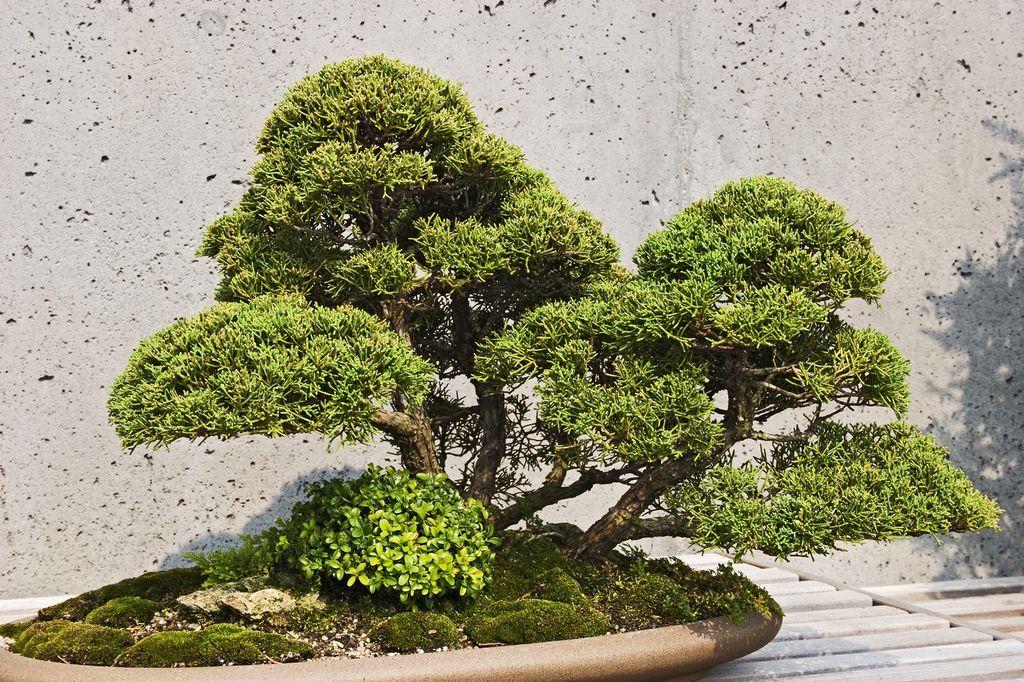 Bonsai tree types 12 bonsai trees to grow at home