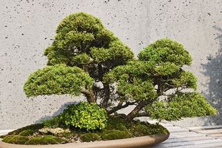 Japanese shimpaku juniper bonsai tree