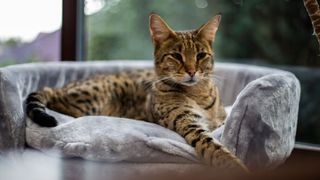 Savannah cat sitting in cat bed