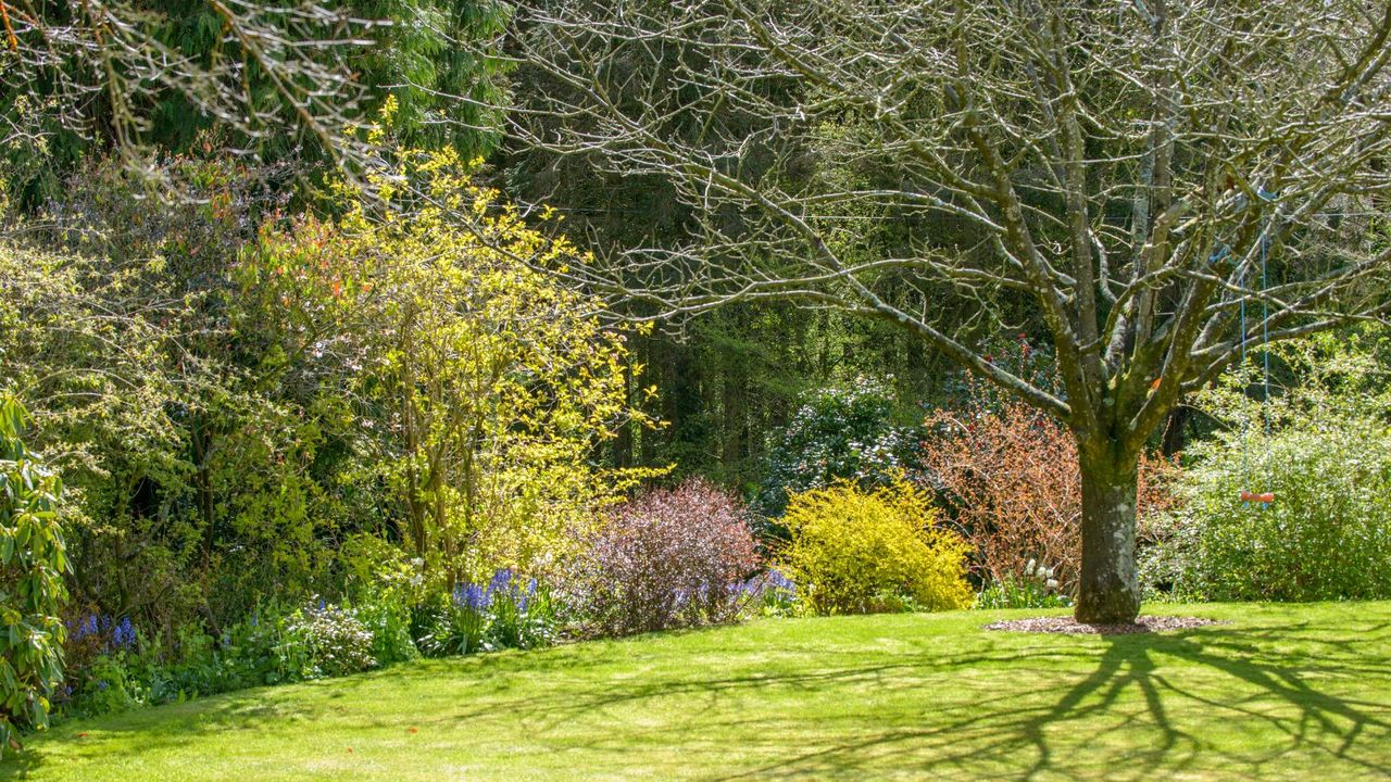 A view of the garden, lawn and herbaceous border.