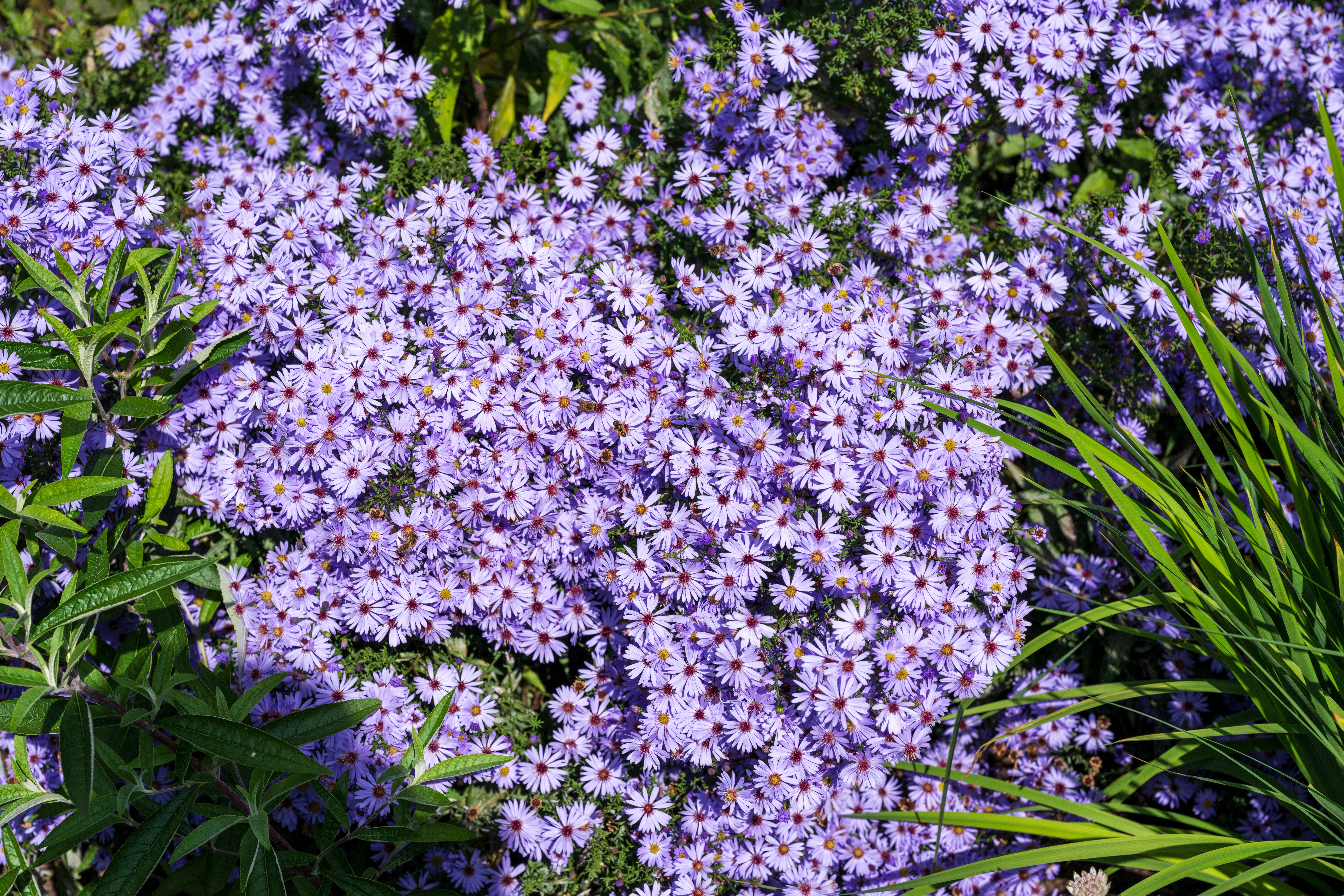 Nikon Z 24‑70mm f/2.8 S II example shot