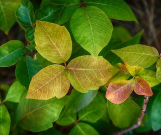 Closeup of poison ivy leaves in fall