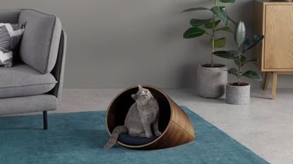 Made Kyali Oval Pet Cat Bed in walnut, with grey cat inside on blue rug beside grey sofa and plants