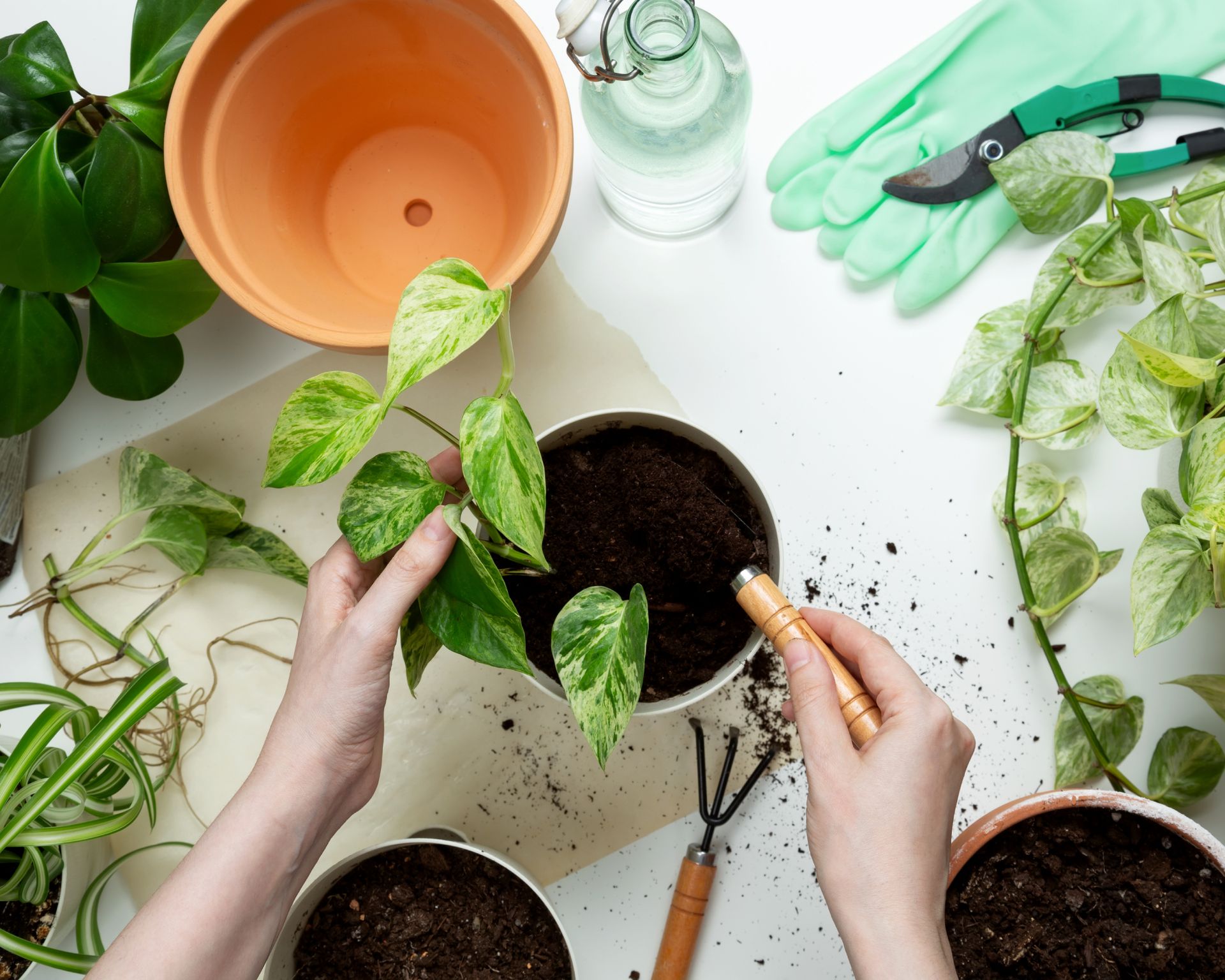 woman's hands repotting pothos