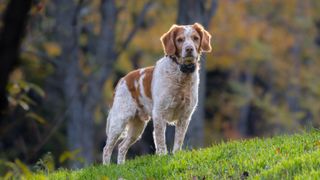 Brittany Spaniel