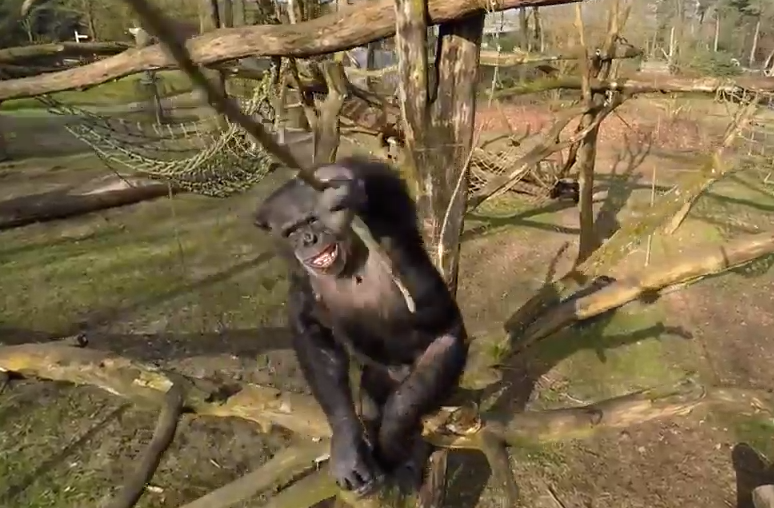 chimpanzee attacks drone