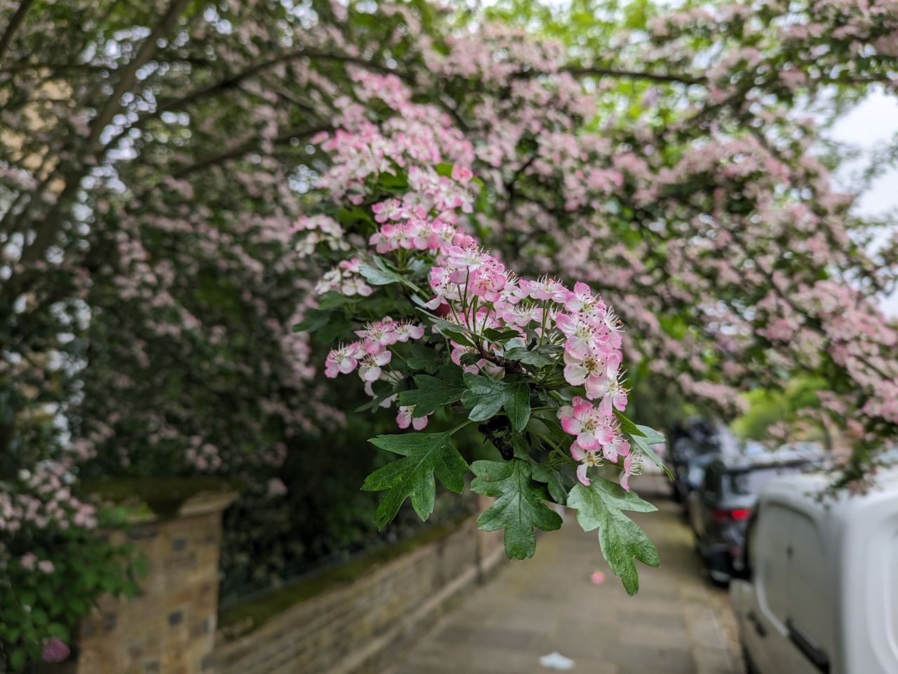 Google Pixel 7a camera samples