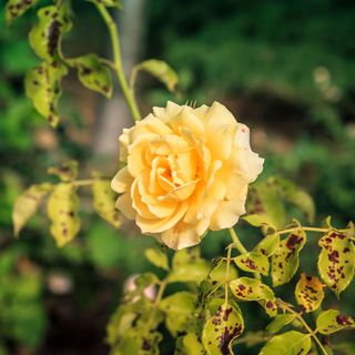 black spot on rose leaves - kemirada - GettyImages-1253209265