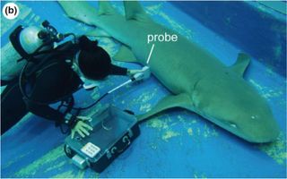 Researchers give a pregnant shark an underwater ultrasound.