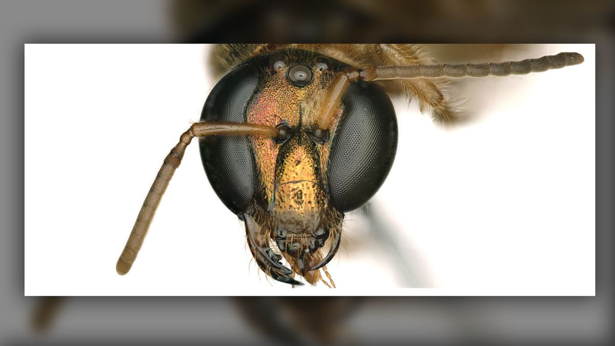 A frontal view of the head shows the bilateral split between sexes (female left side of image, male right side).