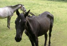 neglected_horses-hr.jpg