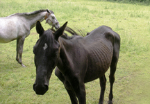 neglected_horses-hr.jpg