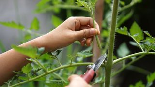 Young person pruning tomato suckers on a tomato plant