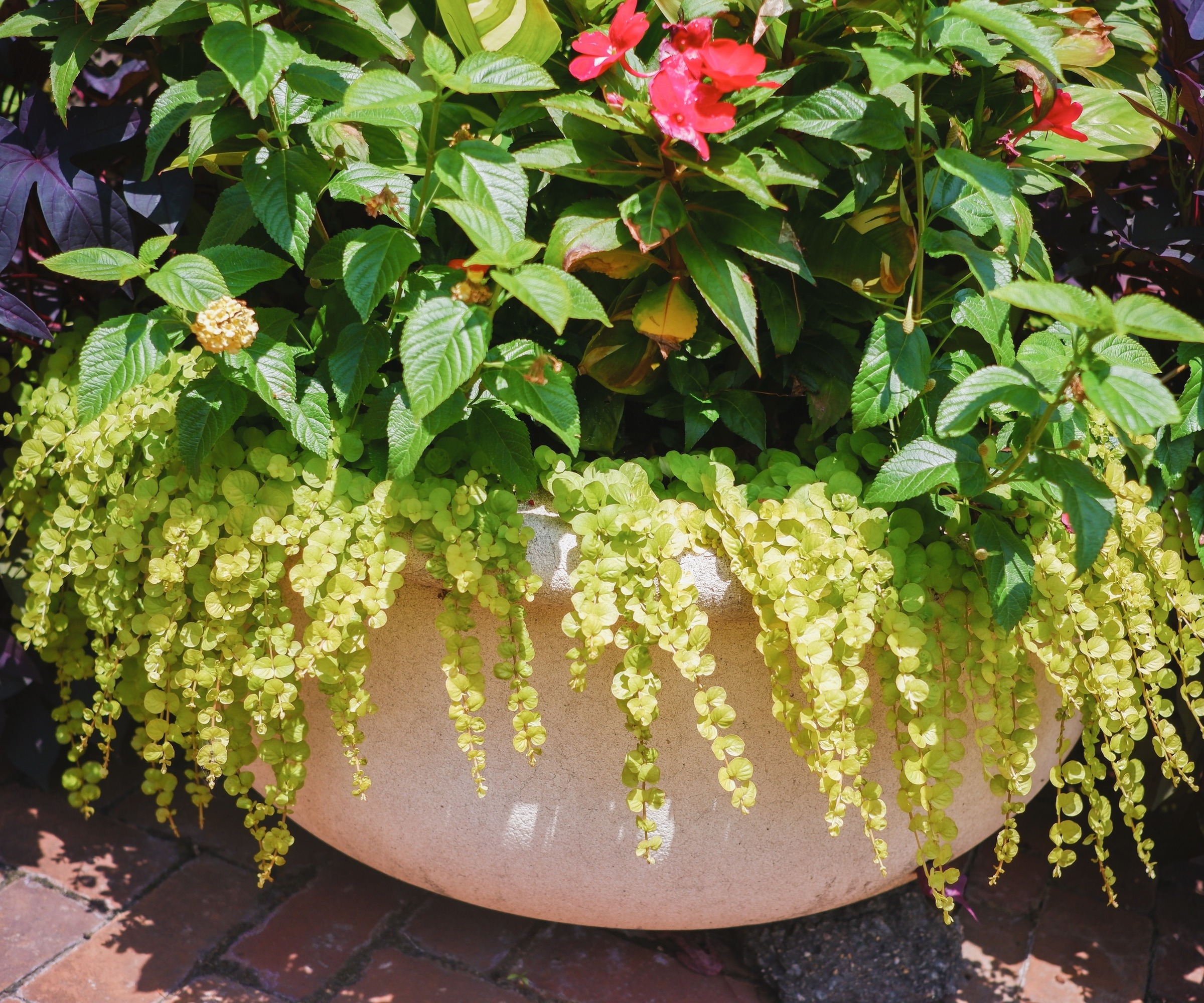 A container wil Creeping Jenny spilling out around the edge