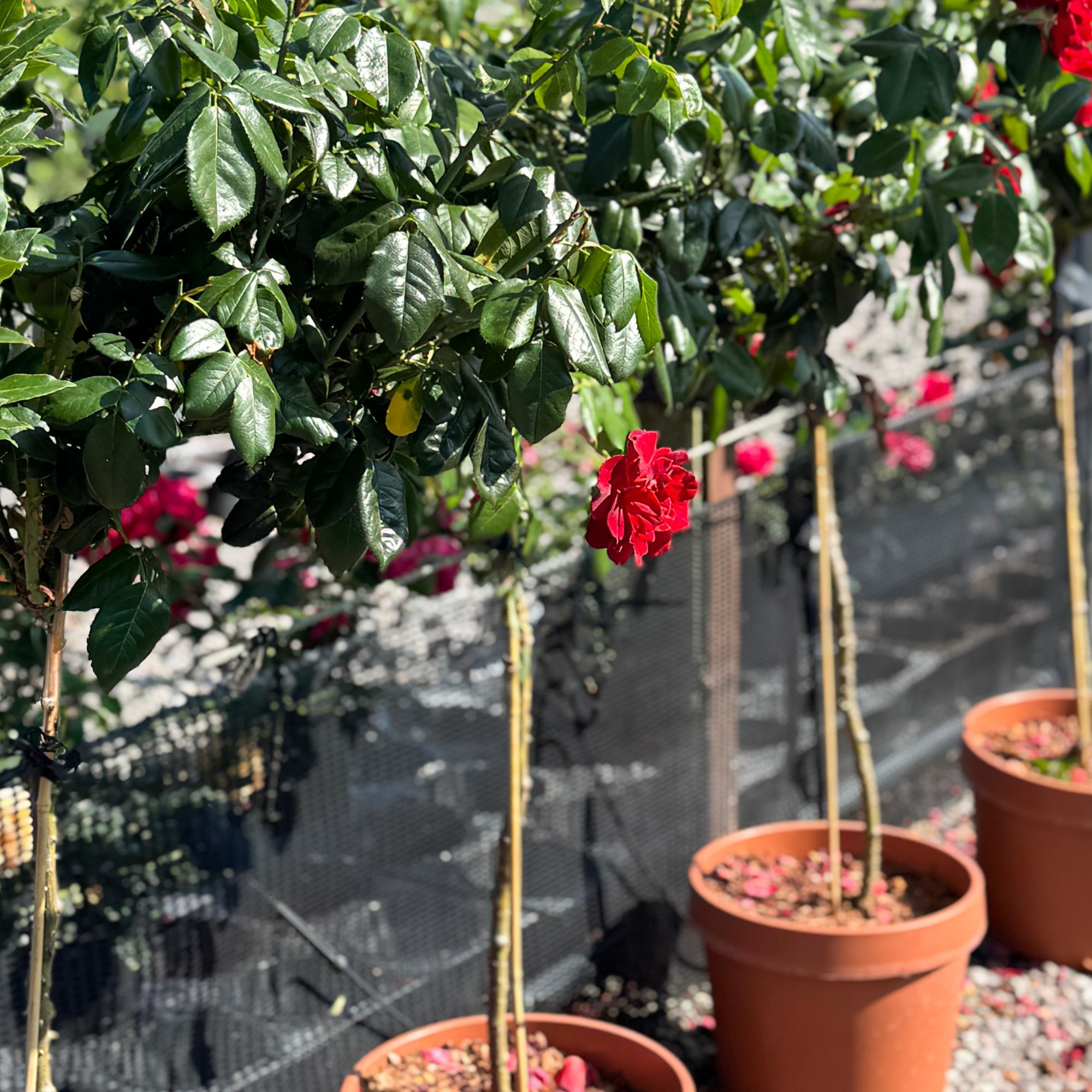 Standard rose tree plants growing in pots in garden