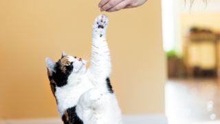 Cat reaching paw up to take treat from woman's hand