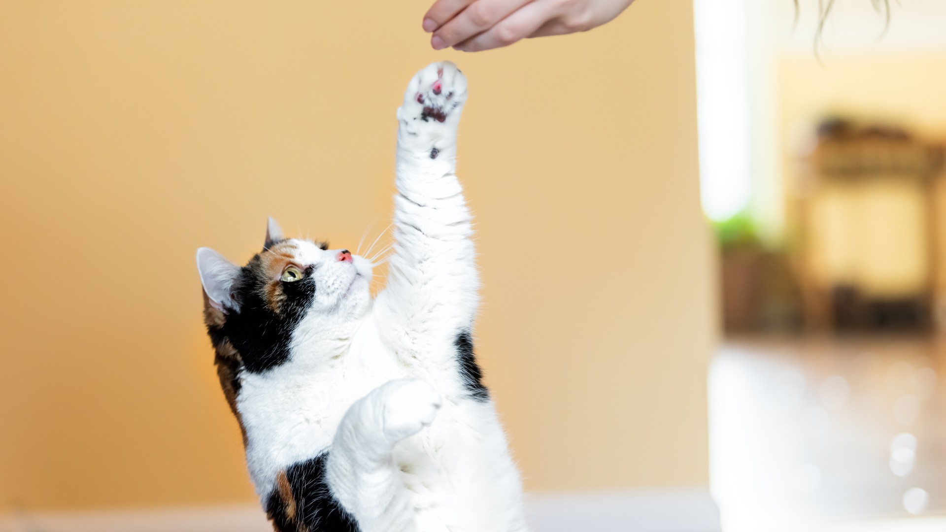 Cat reaching paw up to take treat from woman's hand