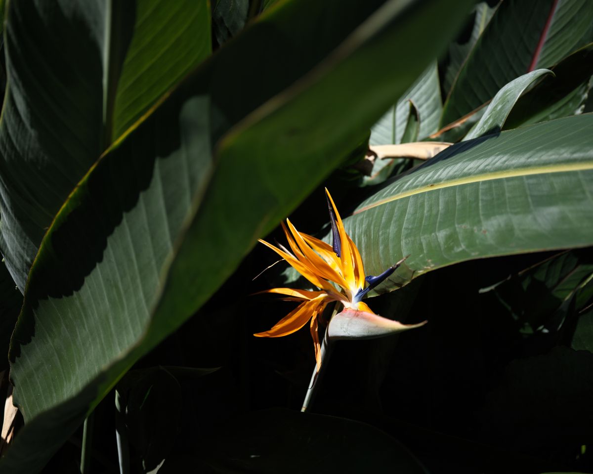A sample image taken with the Fujifilm GFX100RF
