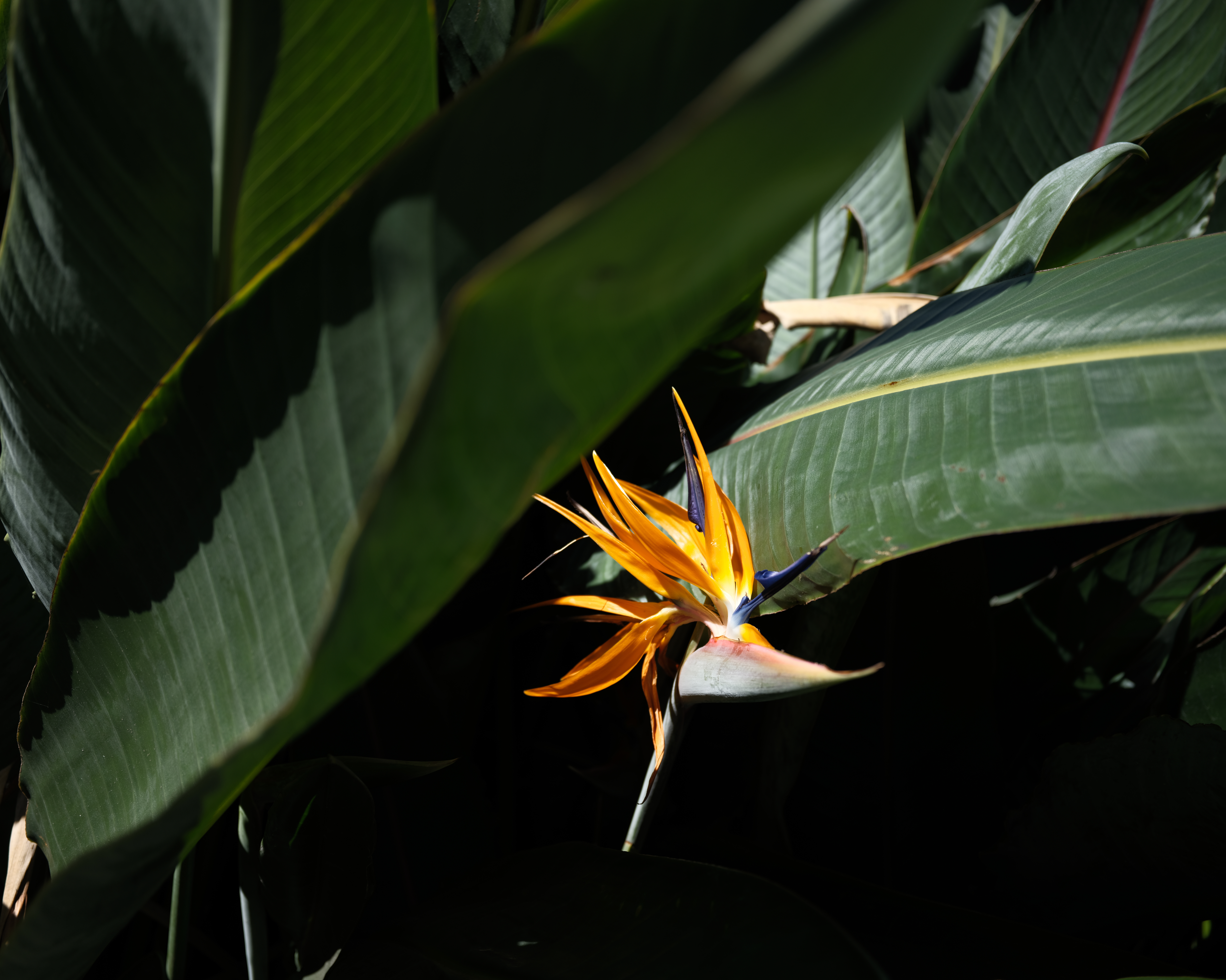 A sample image taken with the Fujifilm GFX100RF