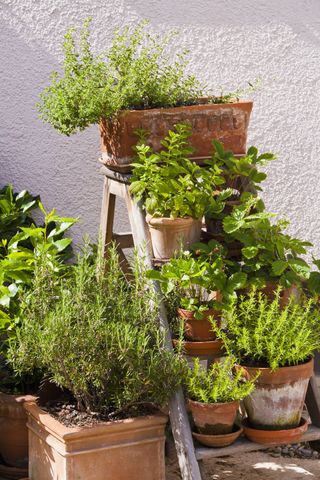 Vertical herb garden display on vintage steps
