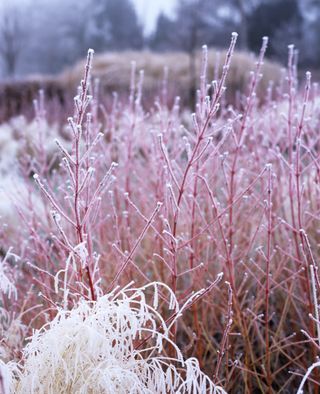 winter gareden cornus in frost