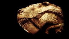 Rubidgeinae skull