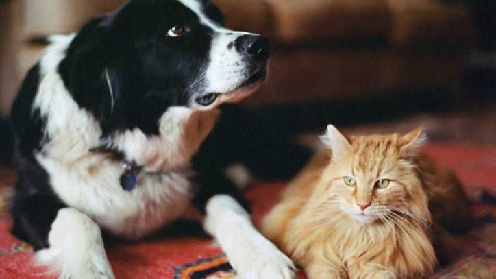 Sheepdog and long haired tabby cat on rug