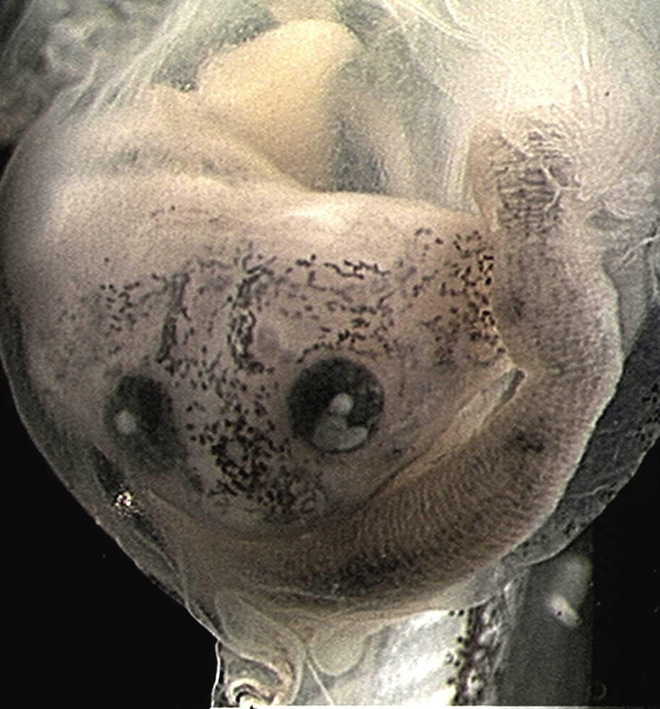 A tadpole being digested by another tadpole.