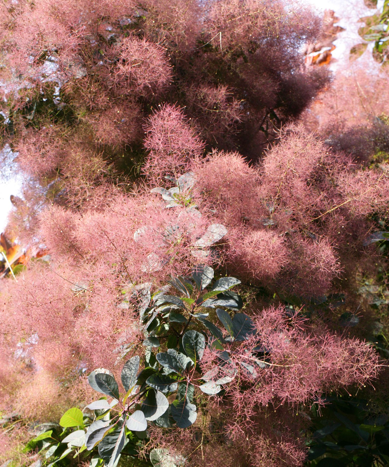 American Smoke Tree Care – Grow This Knockout Native | Gardening Know How