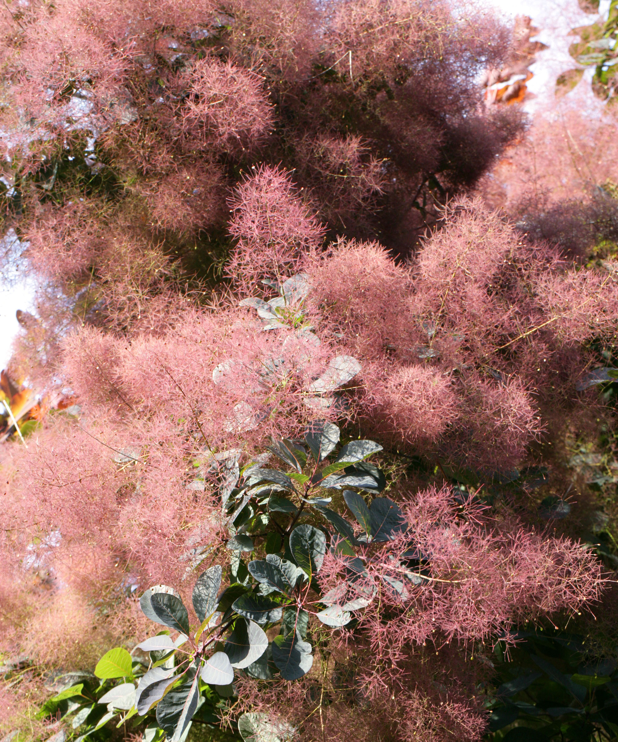 American smoke tree with pink clouds of color