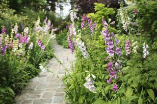 cottage garden path ideas: digitalis