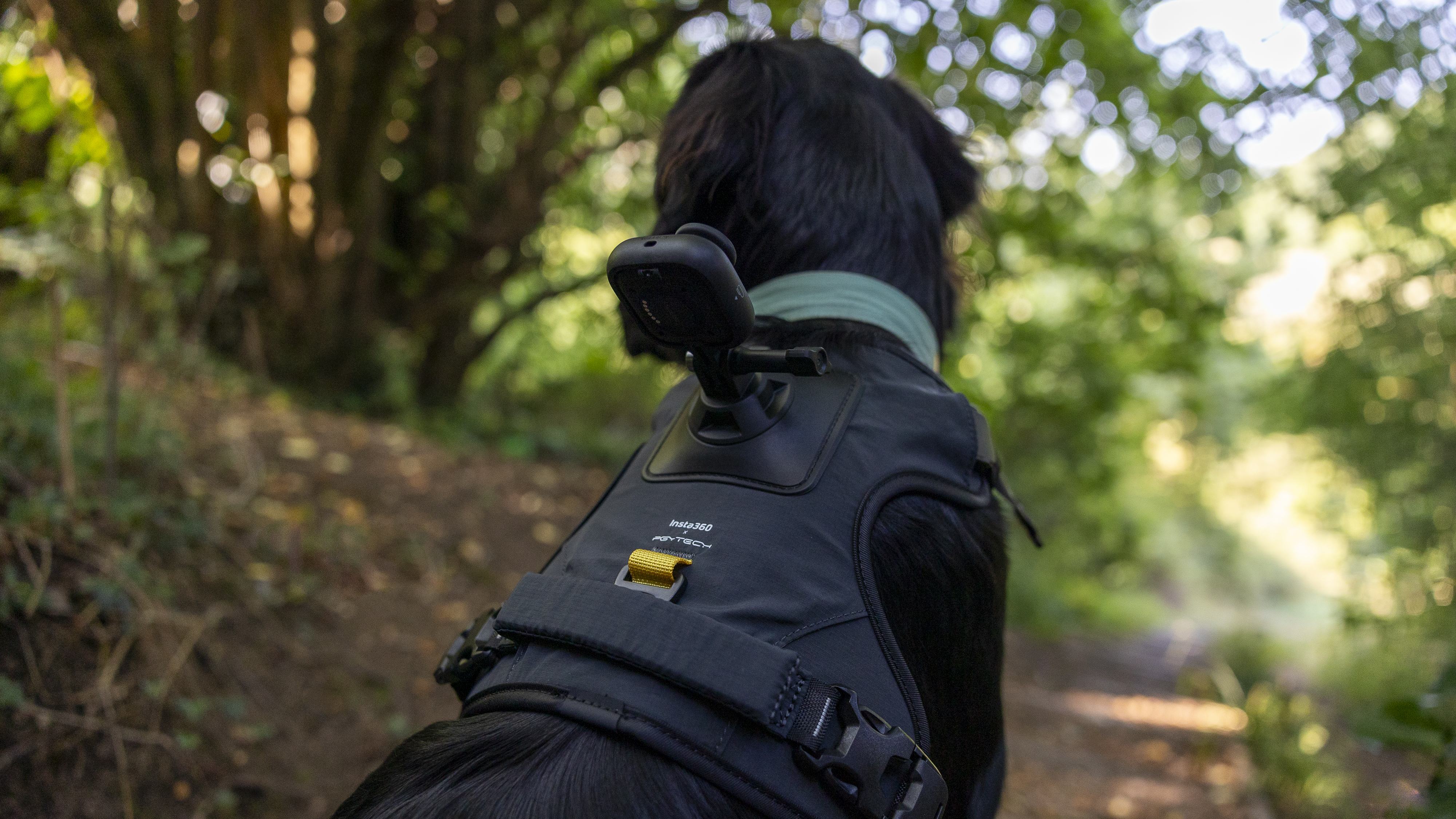 The Insta360 GO Ultra camera mounted on a pet harness on a black dog