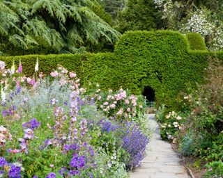 hedge with an archway cut out of it and borders with foxgloves and other flowers