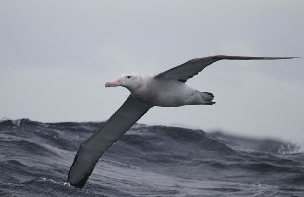 Wandering albatross rides the winds over the Southern Ocean. The ozone hole over Antarctica is believed to be largely responsible for changes in winds that are helping the birds forage.