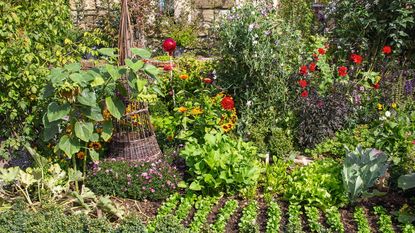 A kitchen garden full of salad plants, vegetables, and flowers