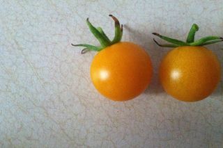sungold tomatoes, summer seasonal produce