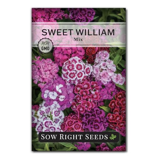 Sow Right Seeds - Sweet William Mix Flower Seeds for Planting - Beautiful and Edible Biennal Variety - Non-Gmo Heirloom Packet to Plant Home Flower Garden - Fragrant Blooms to Attract Pollinators (1)