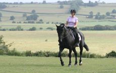 bring your horse back to work