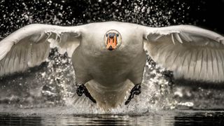 Collision Course by Philip Selby, taken on a lake in Wiltshire