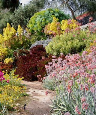 A selection of drought tolerant plants in a border